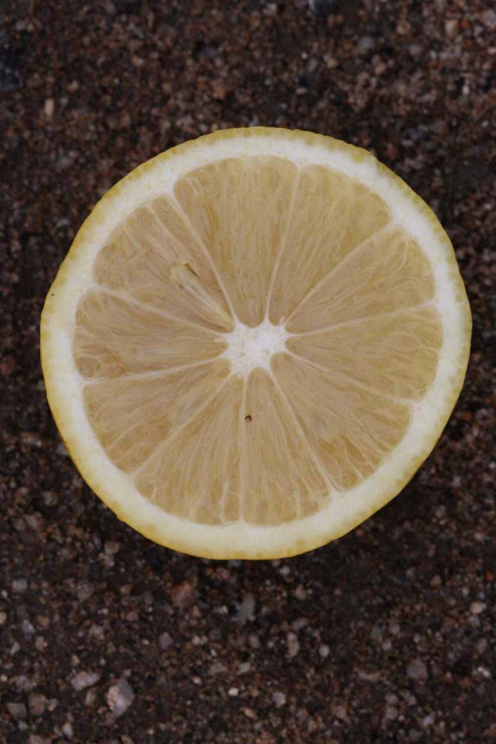                 Fruit cross-section (Lupe, Riverside,   CA)       